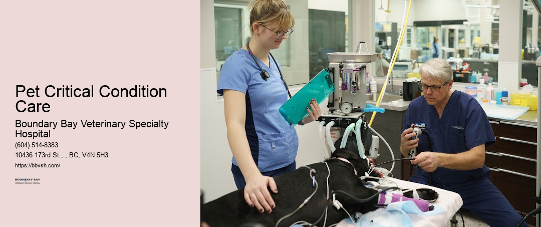 Pet Critical Condition Care Surrey Emergency Pet Vet Clinic