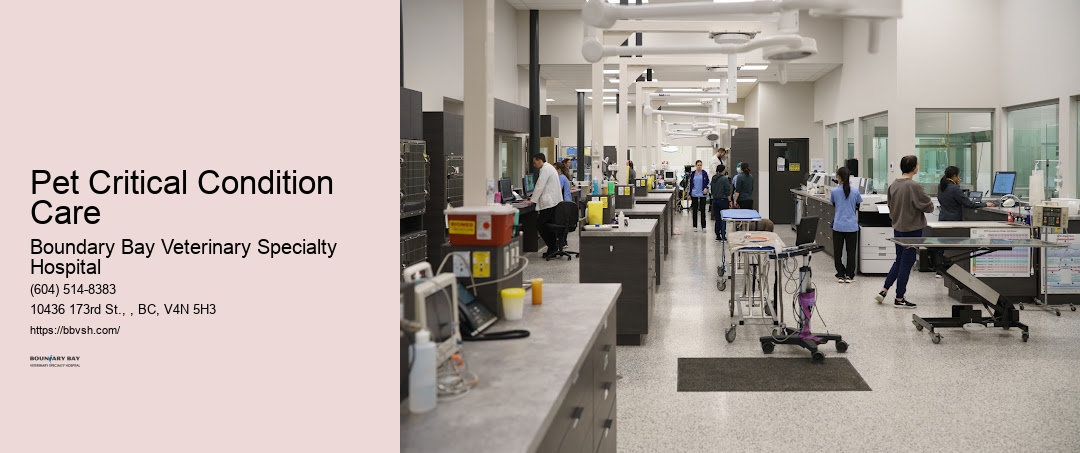 Pet Icu Near Me Pet Critical Condition Care Surrey