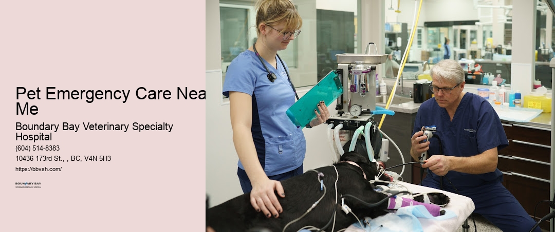 Pet Emergency Care Near Me Surrey Urgent Care Pets