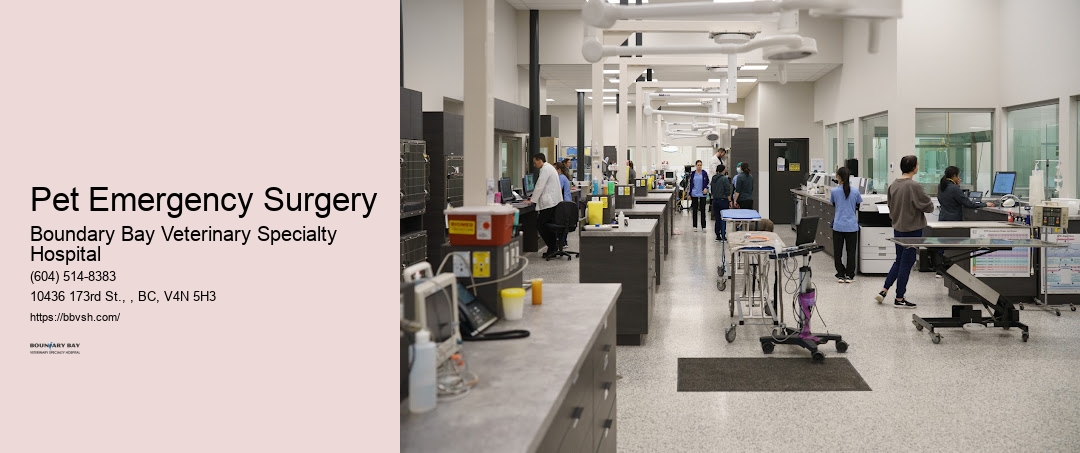 Pet Emergency Surgery Surrey Critical Pet Health Care