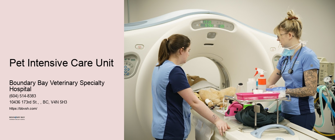Pet Intensive Care Unit Surrey Emergency Vet Hospital