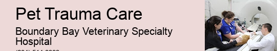 Cat Emergency Care Pet Trauma Care Surrey