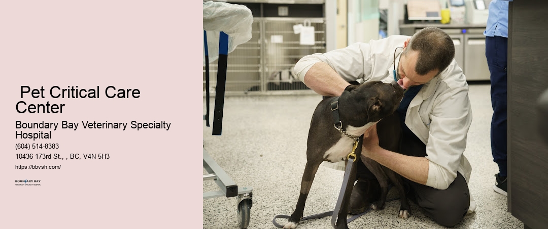 Emergency Animal Surgeon Surrey Pet Critical Care Center