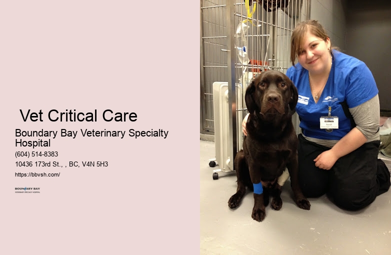 Surrey Vet Critical Care 24-Hour Urgent Pet Hospital