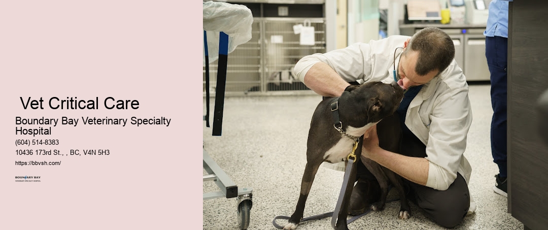 Urgent Care Pet Doctor Surrey Vet Critical Care