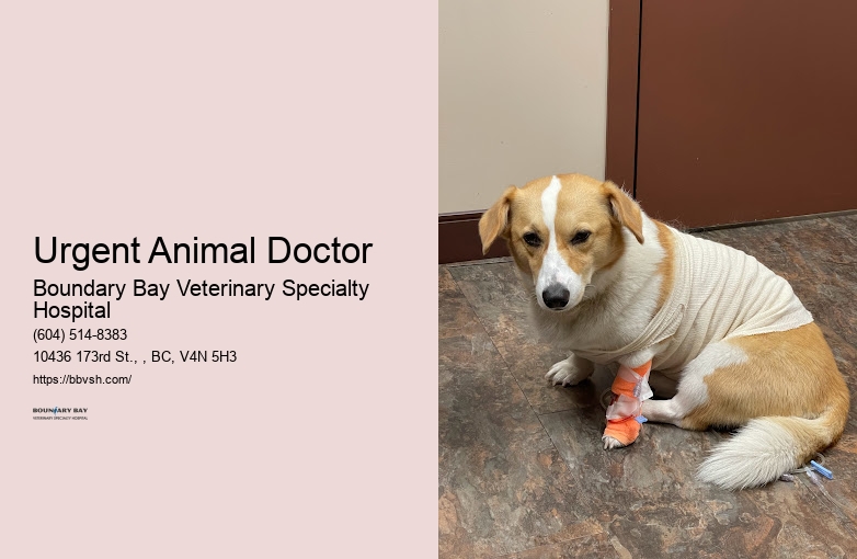 Emergency Animal Doctor Urgent Animal Doctor Surrey
