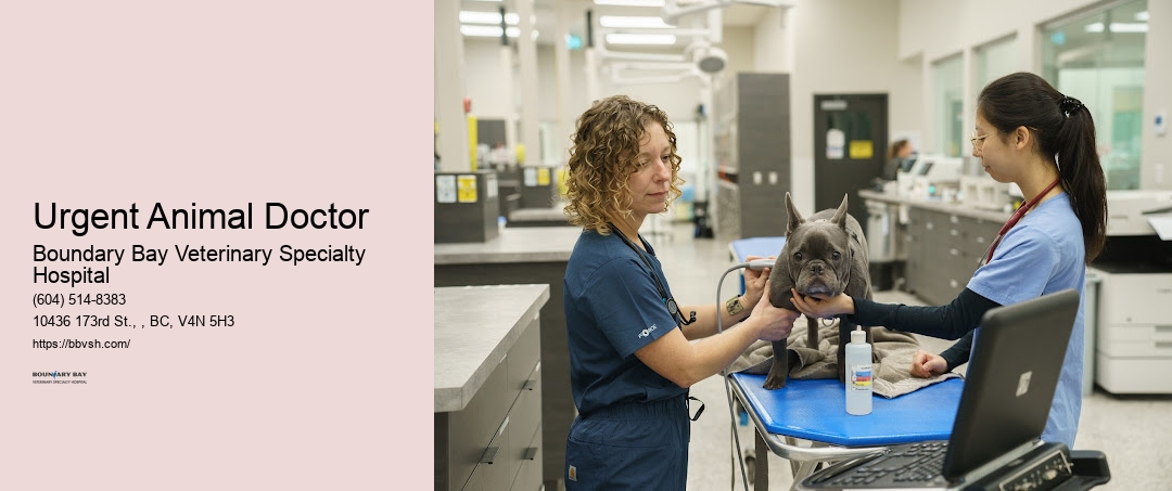 Critical Pet Surgery Urgent Animal Doctor Surrey