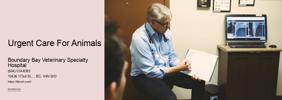 Pet Injury Hospital 24 Hours Urgent Care For Animals Surrey