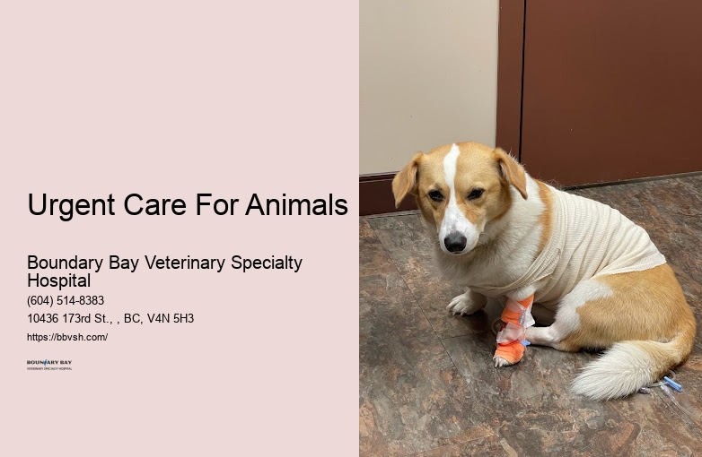 24-Hour Animal Hospital Open Urgent Care For Animals Surrey