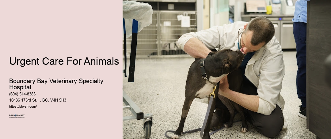 Vet Emergency Room Urgent Care For Animals Surrey