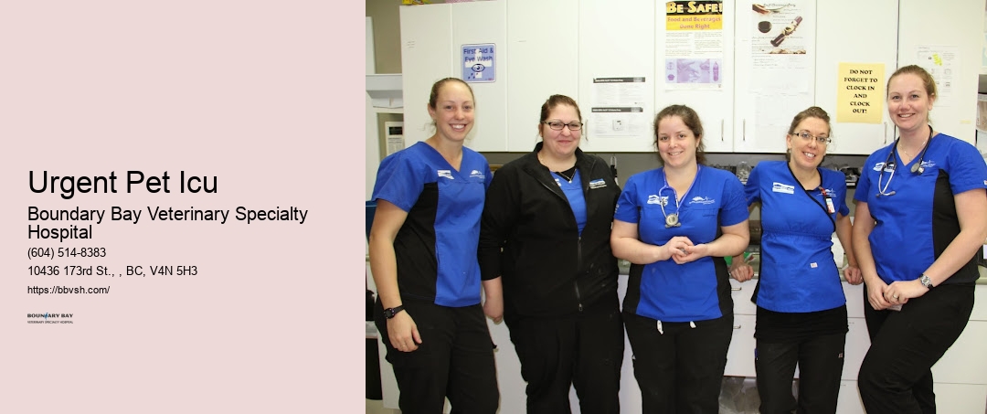 24-Hour Cat Clinic Urgent Pet Icu Surrey