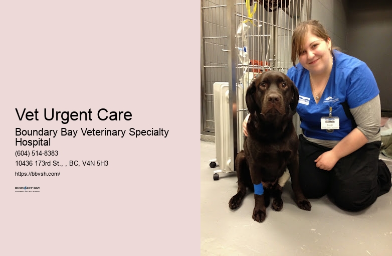 24-Hour Emergency Animal Hospital Vet Urgent Care Surrey