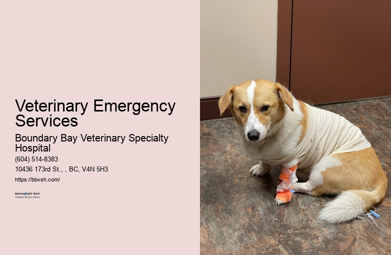 Emergency Vet Services Veterinary Emergency Services Surrey