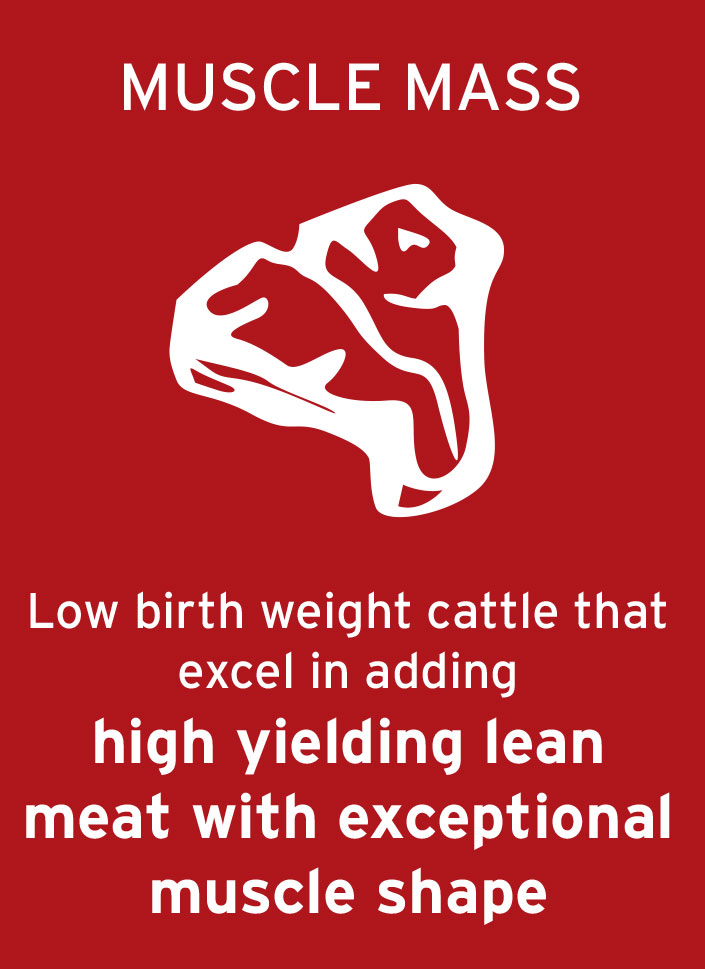 MUSCLE-MASS MUSCLE-MASS