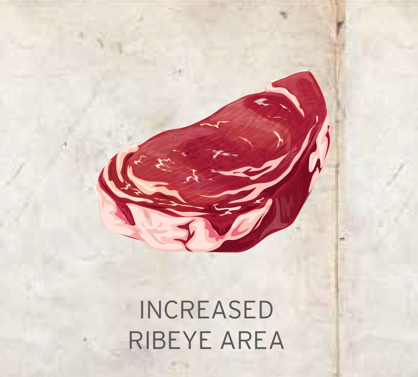 BEEF increased-ribeye BEEF increased-ribeye