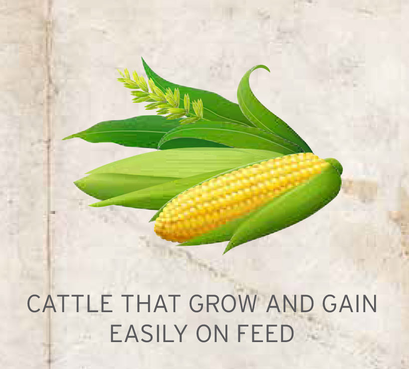 BEEF gain-easily BEEF gain-easily