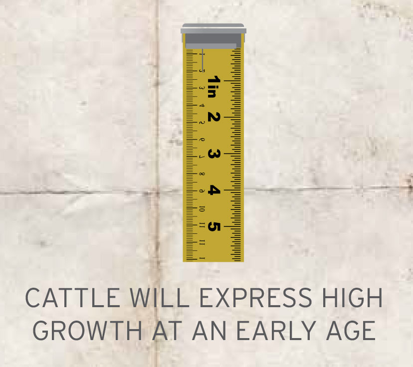 Beef cattle-express-high-growth Beef cattle-express-high-growth