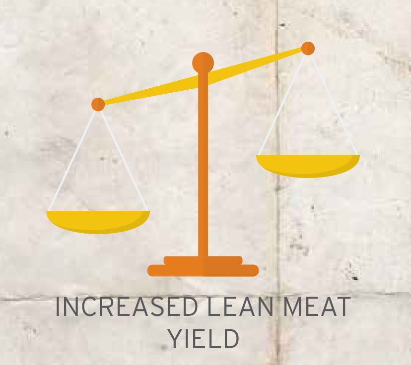 Beef increased-lean-meat-yield Beef increased-lean-meat-yield