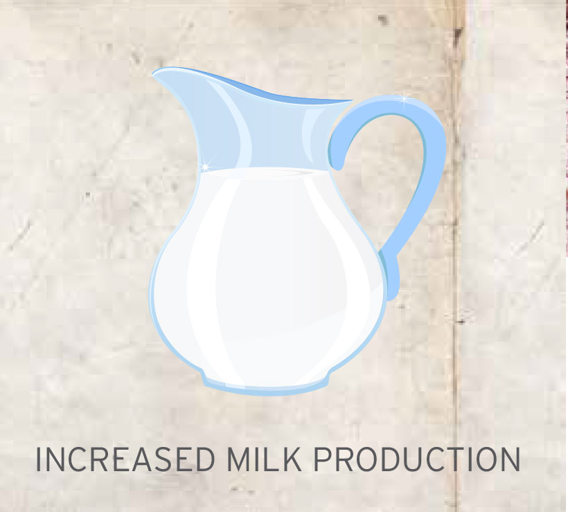 BEEF increased-milk-production