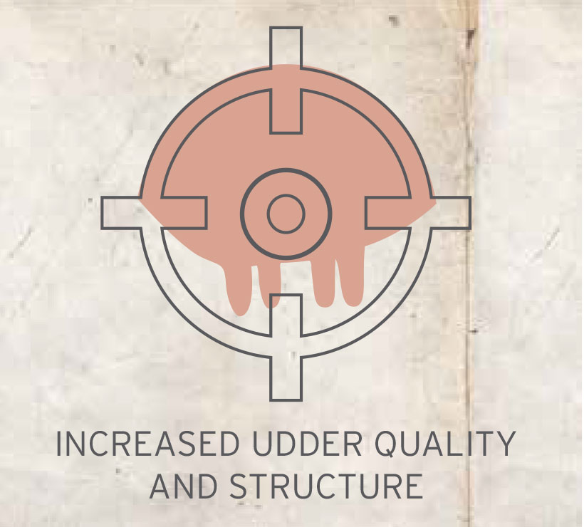 BEEF increased-udder-quality