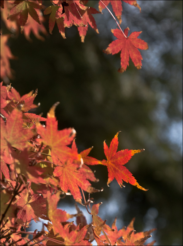 Shutterbug Pub Daily, Thursday, January 2, 2020 - WetCanvas: Online