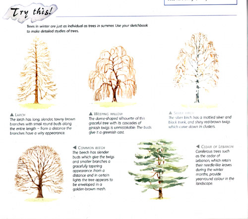 Tree Shapes - Reference Page - WetCanvas: Online Living for Artists