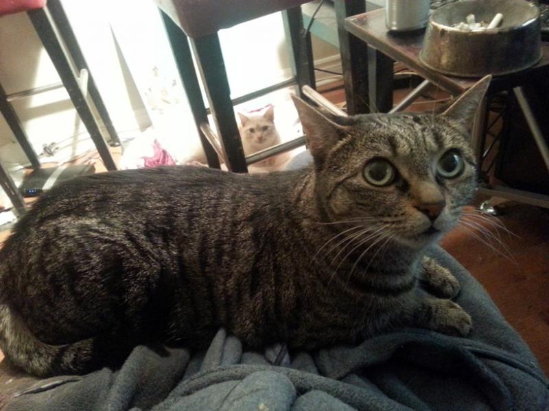 How much lead does it take to kill a cat? WetCanvas Online Living