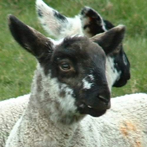 What Color Are A Lamb's Eyes???? WetCanvas Online Living for Artists