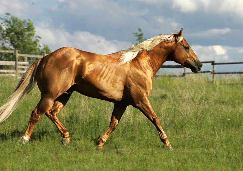 color mixing for palomino horse coat WetCanvas Online Living for Artists
