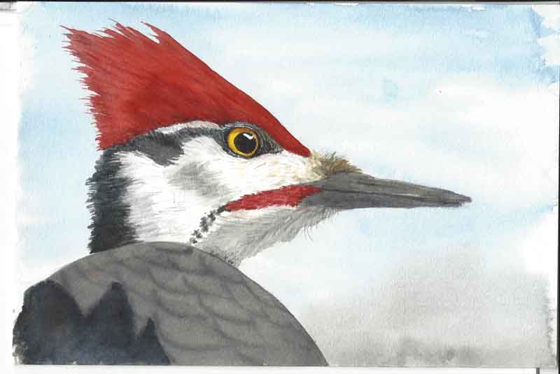 Pileated - WetCanvas: Online Living for Artists