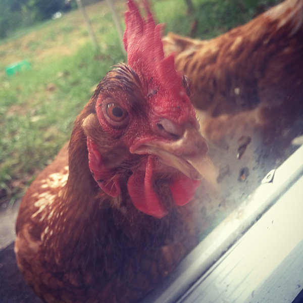 Chicken licker.
