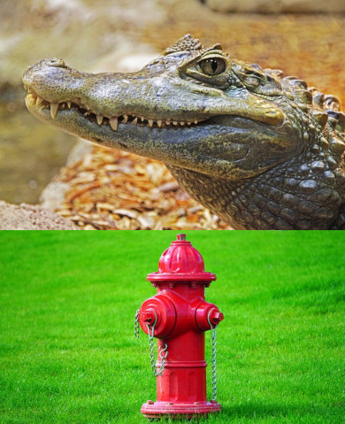 Alligator Tied to a Fire Hydrant