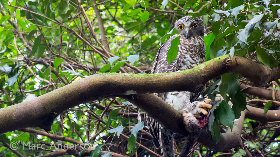Video: Powerful Owl (Ninox Strenua) in the Royal National Park