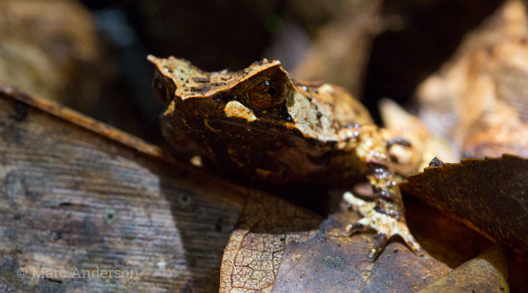 Mountain Stream Wild Ambience