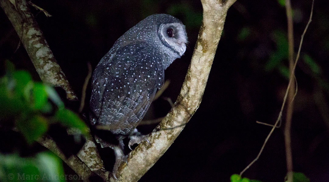 Lesser Sooty Owl (Tyto multipunctata) Lesser Sooty Owl (Tyto multipunctata)