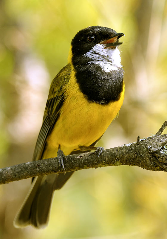 Male Australian Golden Whistler (Pachycephala pectoralis) Male Australian Golden Whistler (Pachycephala pectoralis)