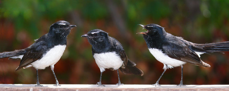 Willie Wagtail (Rhipidura leucophrys) Willie Wagtail (Rhipidura leucophrys)