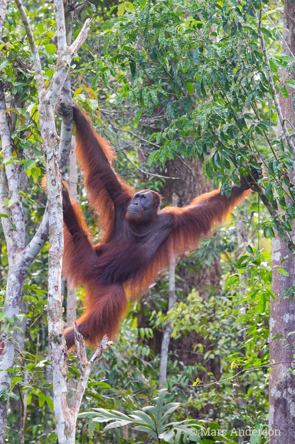 Bornean orangutan (Pongo pygmaeus) Bornean orangutan (Pongo pygmaeus)