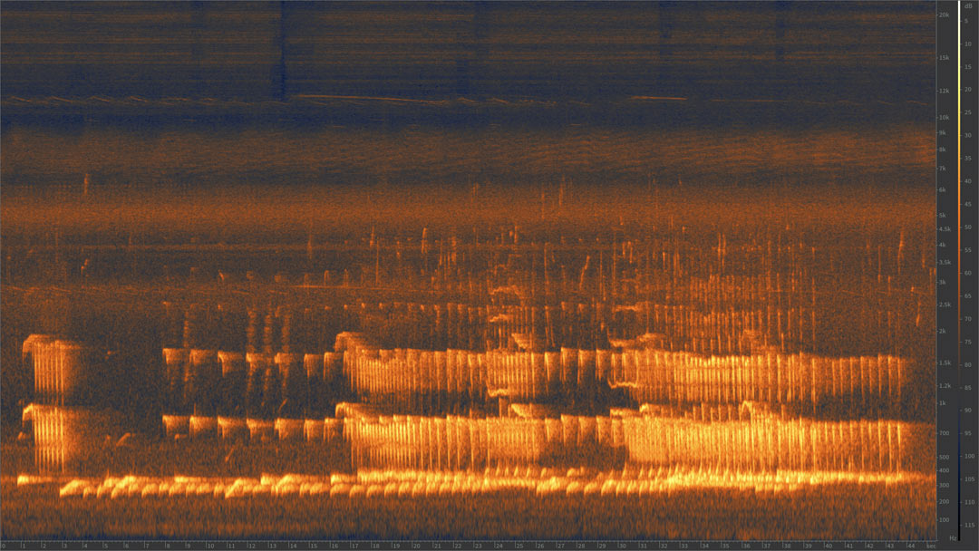 Spectrogram of Siamang (Symphalangus syndactylus) call Spectrogram of Siamang (Symphalangus syndactylus) call