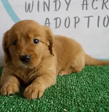 Dog Breeder Near Me