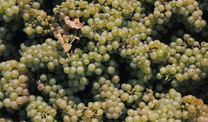 champagne-grapes-680