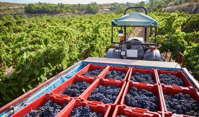 what-are-tannins-680