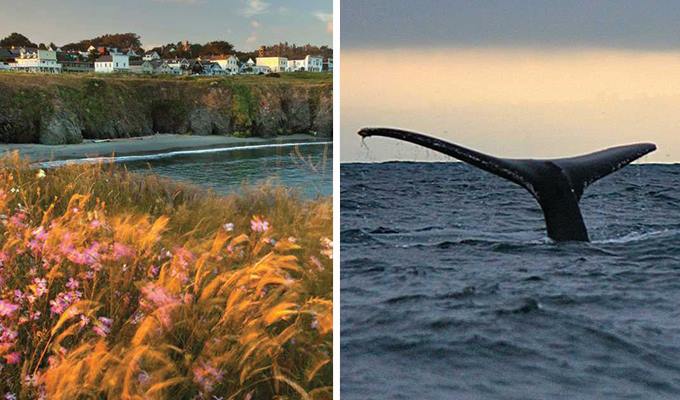 annual-whale-migration-680