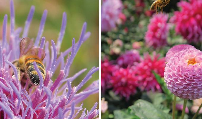 mendocino-coast-botanical-gardens-680