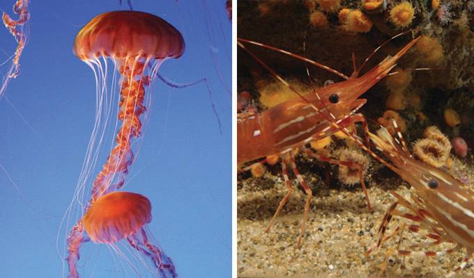 monterey-bay-aquarium-680