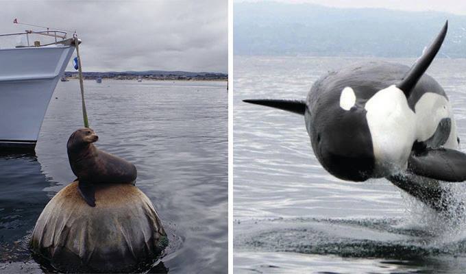 whale-watching-boat-trip-680