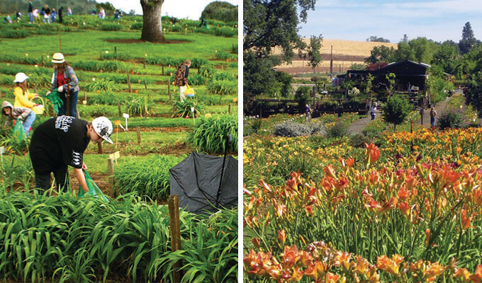 amador-flower-farm-680