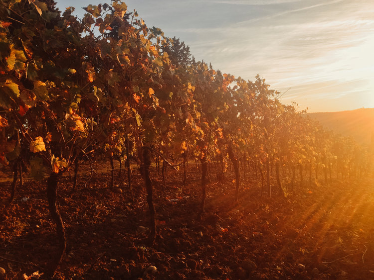 napa-valley-harvest-v2