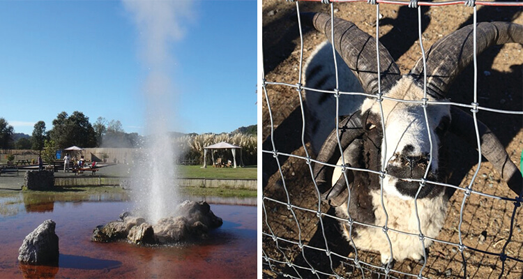 old-faithful-geyser-750