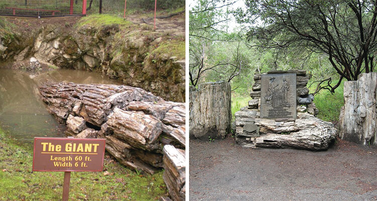 petrified-forest-750